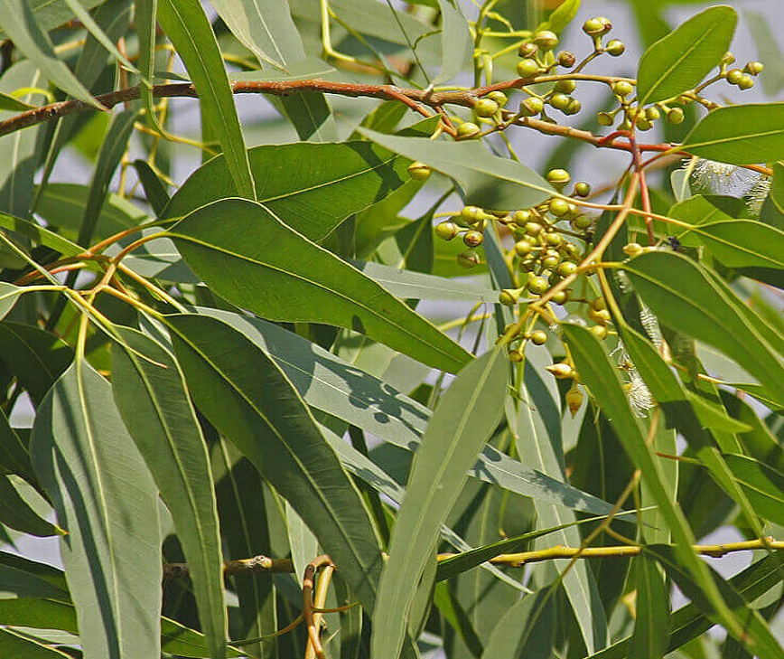 Eucalyptus-citriodora-736-2