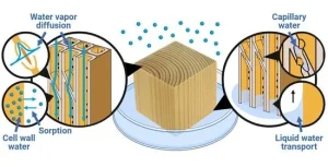 رطوبت و مواد موجود در چوب: از شیره تا خشک کردن